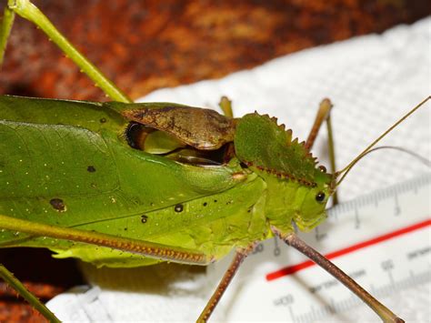 giant malaysian katydid|Giant Katydid